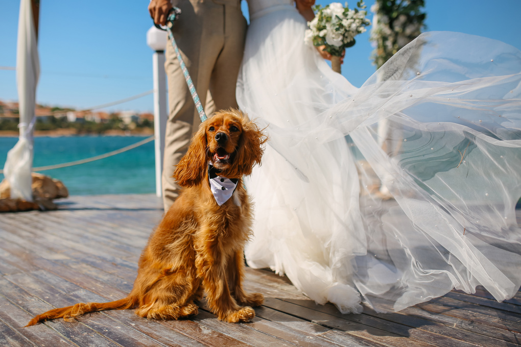 Bride and groom wedding with dog