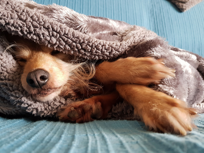 Sweet Dog sleeping covered with blanket